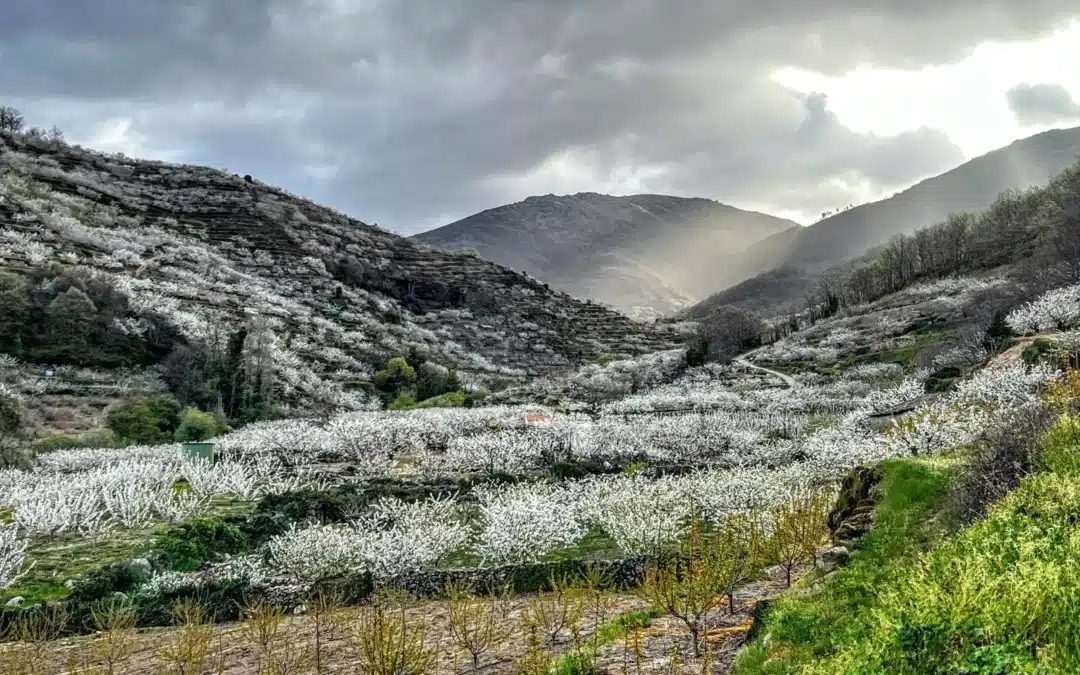 Cerezo en Flor con Panthos y sus buggies 4×4