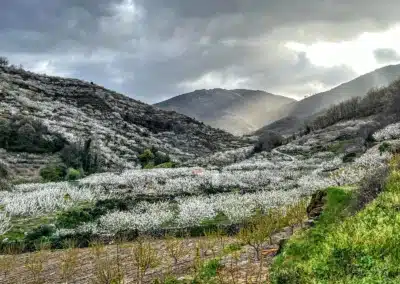 Ruta en buggies Cerezo en Flor 2 cerezo flor